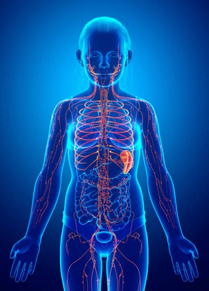 Renderade Medicinskt Korrekt Illustration Ett Kvinnligt Lymfsystem — Stockfoto