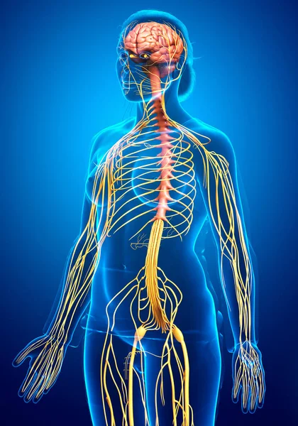 Оказана Медицинская Точная Иллюстрация Женской Нервной Системы — стоковое фото