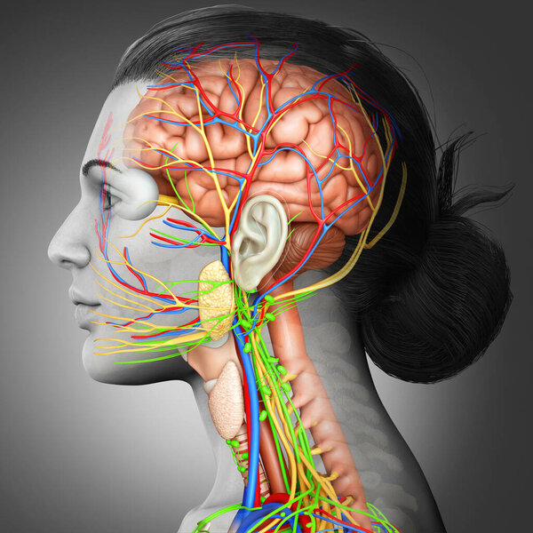 3d оказана медицинская точная иллюстрация женской анатомии головного мозга
