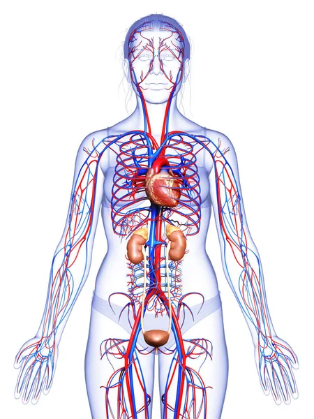 Reso Illustrazione Clinicamente Accurata Dei Reni Femminili Del Sistema Circolatorio — Foto Stock