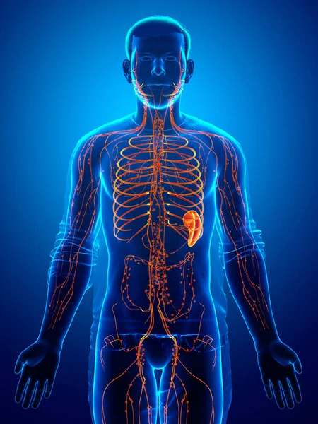 Renderade Medicinskt Korrekt Illustration Ett Manligt Lymfsystem — Stockfoto