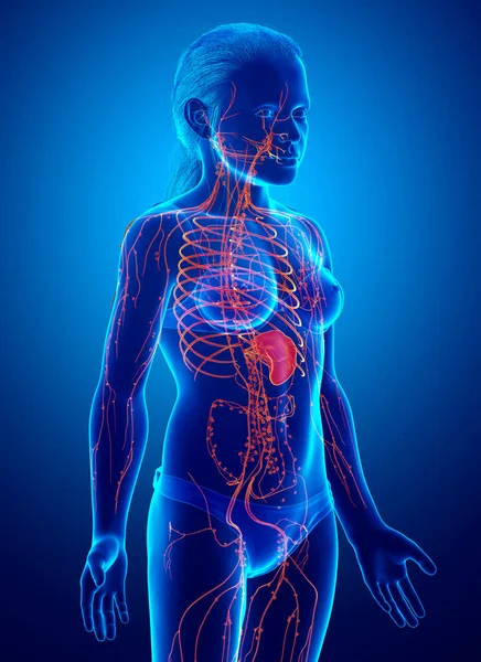 Рендеринг Медицинская Точная Иллюстрация Женской Лимфатической Системы — стоковое фото
