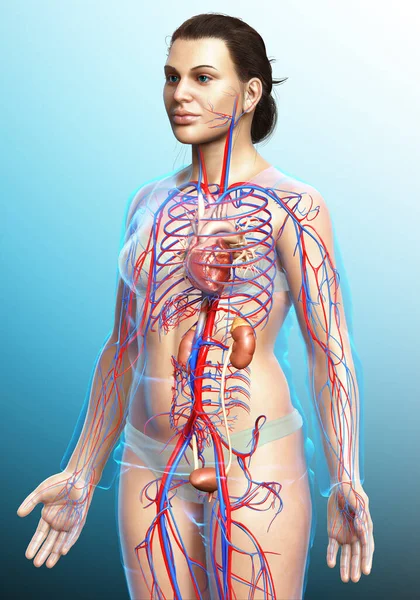 Rendered Medically Accurate Illustration Female Kidneys Circulatory System — Stock Photo, Image