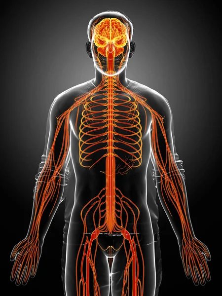 Gjorde Medicinskt Korrekt Illustration Ett Manligt Nervsystem — Stockfoto
