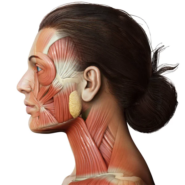 Rendering Medical Illustration Female Head Anatomy Education — Stock Photo, Image