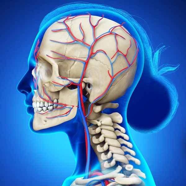 Utförd Medicinskt Korrekt Illustration Det Kvinnliga Huvudets Cirkulations Och Skelettsystem — Stockfoto
