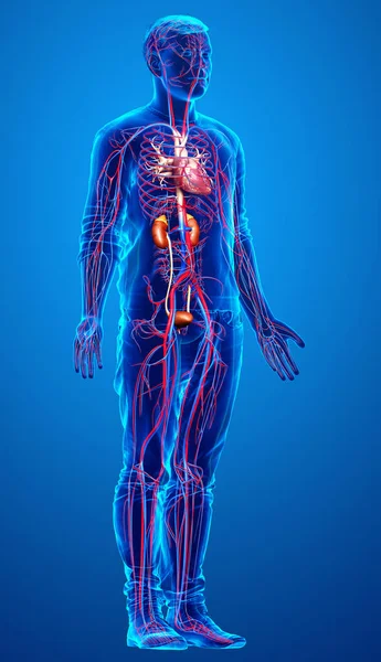 Renderizado Ilustración Médicamente Precisa Los Riñones Sistema Circulatorio — Foto de Stock