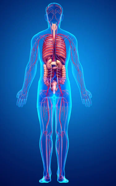 Medisch Nauwkeurige Illustratie Van Mannelijke Inwendige Organen Bloedsomloop — Stockfoto