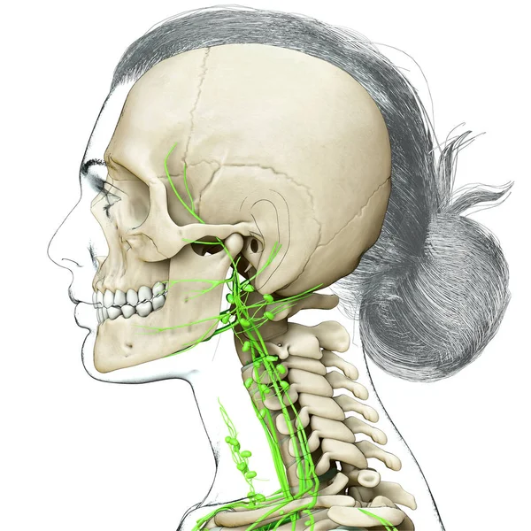 Gerenderte Medizinisch Genaue Darstellung Eines Weiblichen Gesichtslymphsystems Und Skelettsystems — Stockfoto
