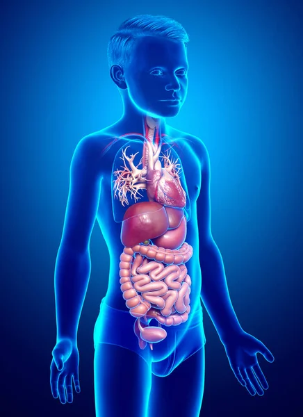 Prestó Ilustración Médicamente Exacta Del Sistema Digestivo Del Muchacho Del — Foto de Stock