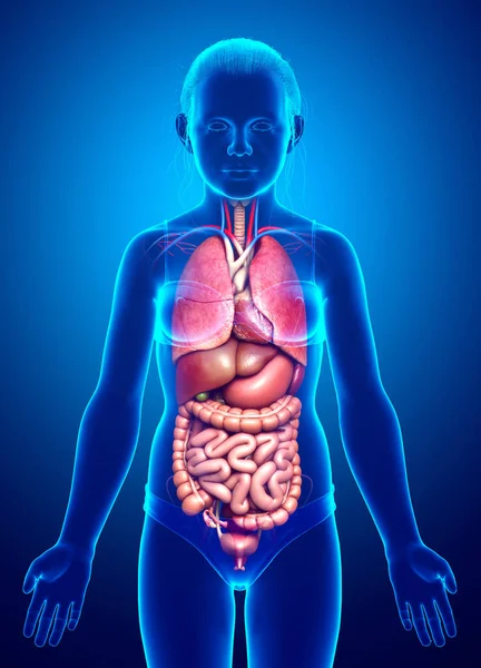 Medisch Nauwkeurige Illustratie Van Jong Meisje Inwendige Organen — Stockfoto