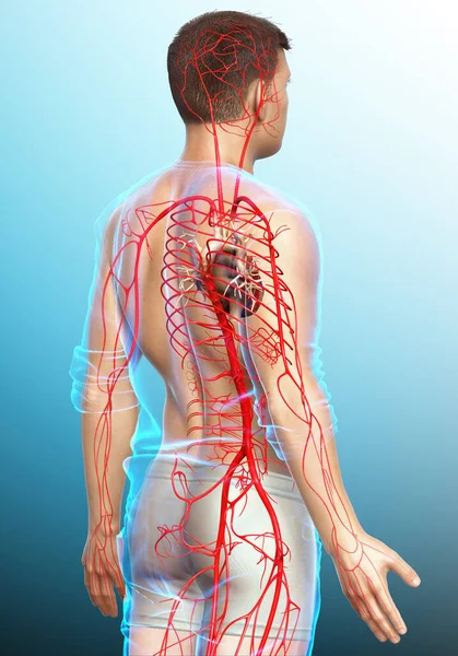 Gerenderte Medizinisch Korrekte Darstellung Männlicher Arterien — Stockfoto