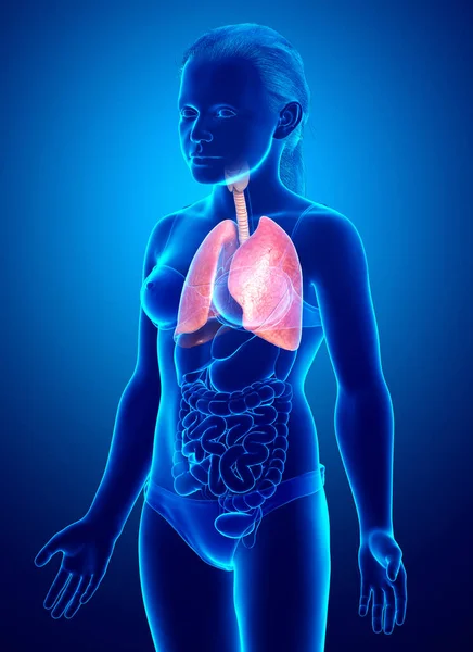 Renderizado Ilustración Médicamente Precisa Una Anatomía Pulmonar Chica Joven — Foto de Stock