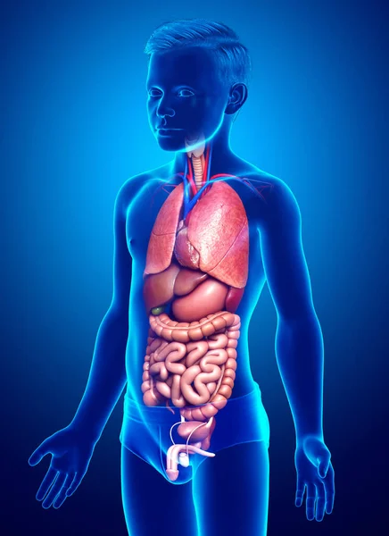Gerenderte Medizinisch Korrekte Darstellung Der Inneren Organe Von Jungen — Stockfoto