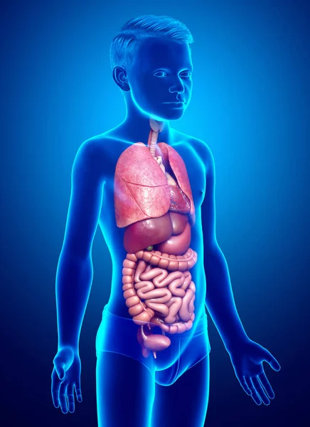 Gerenderte Medizinisch Korrekte Darstellung Der Inneren Organe Eines Jungen — Stockfoto