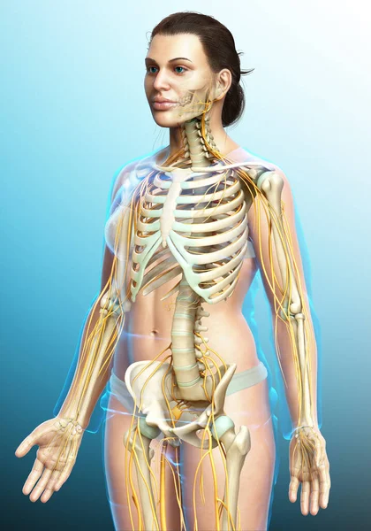 Medisch Nauwkeurige Illustratie Van Een Vrouwelijk Zenuwstelsel Skeletsysteem — Stockfoto