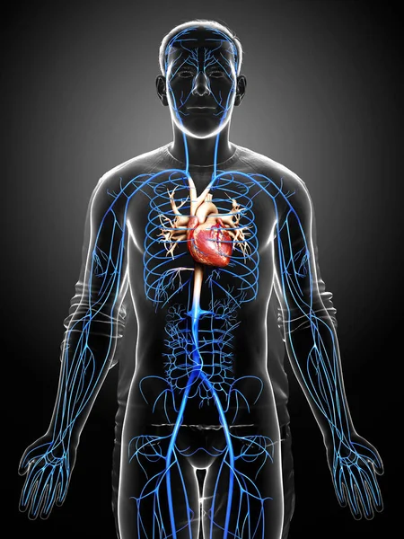 Rendu Illustration Médicalement Précise Une Anatomie Des Veines Mâles — Photo