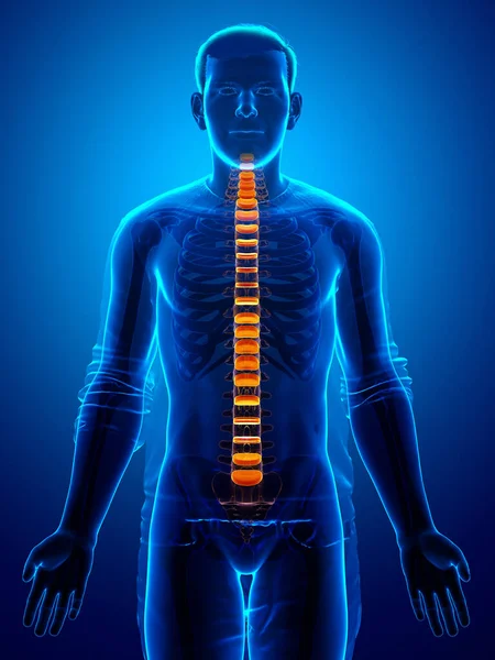 Anatomía Del Disco Intervertebral Espinal —  Fotos de Stock