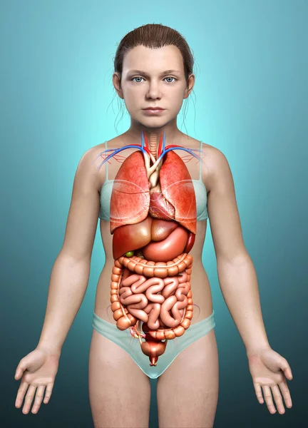 Візуалізована Медично Точна Ілюстрація Дівчини Внутрішні Органи — стокове фото