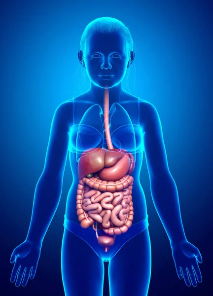 Оказана Медицинская Точная Иллюстрация Молодой Девушки Пищеварительной Системы — стоковое фото