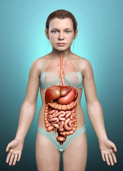Оказана Медицинская Точная Иллюстрация Молодой Девушки Пищеварительной Системы — стоковое фото