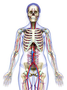 3D, kadın dolaşım ve iskelet sisteminin tıbben doğru çizimi.