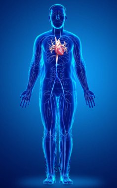 3D, erkek damar anatomisini tıbben doğru gösteriyor.