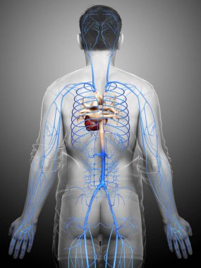 3D, erkek damar anatomisini tıbben doğru gösteriyor.
