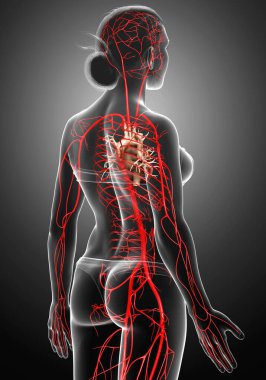 Dişi atardamarların tıbben doğru çizimi 3D