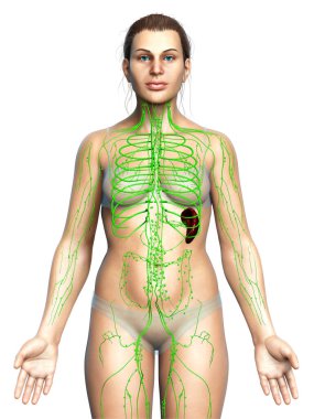 3D, tıbbi olarak bir kadın lenf sisteminin doğru bir çizimi.