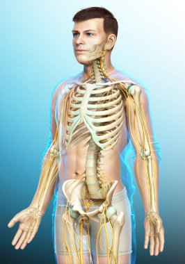 3D, sinir sistemi ve iskelet sisteminin tıbbi olarak doğru bir gösterimi.