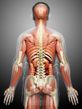 3D, tıbbi olarak erkek anatomisini doğruluyor.