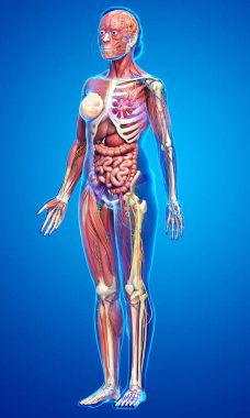 3D, tıbbi olarak kadın anatomisini doğruluyor.