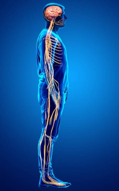 3D, bir erkek sinir sisteminin tıbbi olarak doğru bir gösterimi.