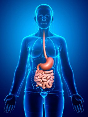 3 boyutlu, tıbben doğru, kadın midesi ve ince bağırsağının bir örneği.