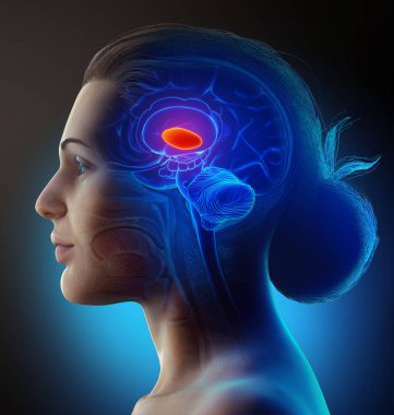 3d rendered medically accurate illustration of a female  brain anatomy- the thalamus clipart