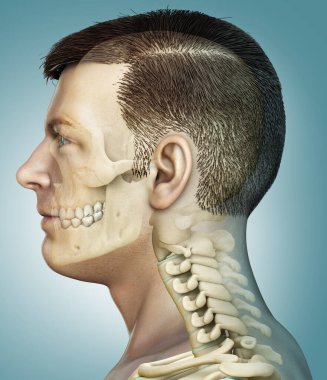 3 boyutlu, tıbben doğru, erkek kafatası ve boyun anatomisi.