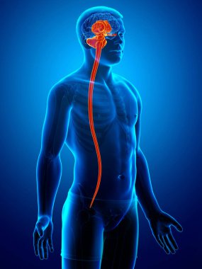 3D, erkek iç beyin anatomisini tıbben doğru gösteriyor.