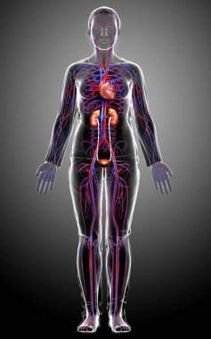 Kadın böbreklerinin ve dolaşım sisteminin 3 boyutlu, tıbben doğru çizimi