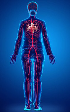 Dişi atardamarların tıbben doğru çizimi 3D