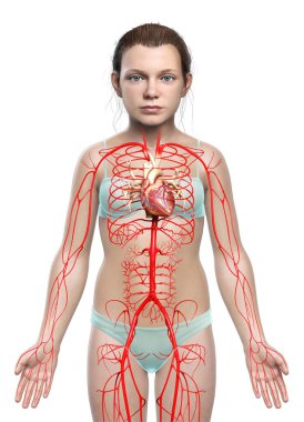 3D, genç kız atardamarlarının tıbben doğru çizimi.