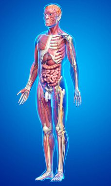 3D, tıbbi olarak erkek anatomisini doğruluyor.