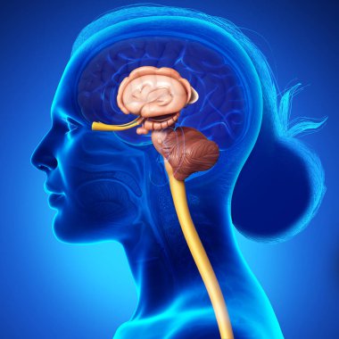 3D, kadın beyin anatomisini tıbben doğru gösteriyor.