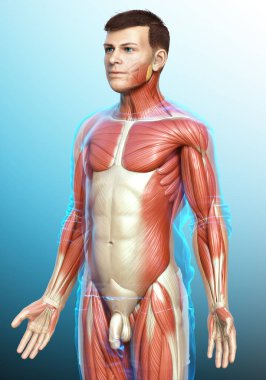 3D, erkek kas sisteminin tıbben doğru bir gösterimi.