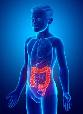 3D üretilmiş, çocuğun kalın bağırsak anatomisinin tıbben doğru bir örneği.