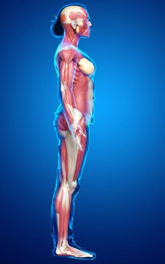 3D, kadın kas sisteminin tıbben doğru bir göstergesi.