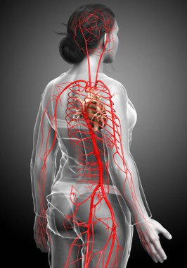 Dişi atardamarların tıbben doğru çizimi 3D