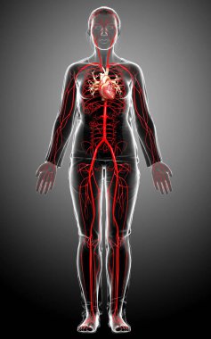 Dişi atardamarların tıbben doğru çizimi 3D