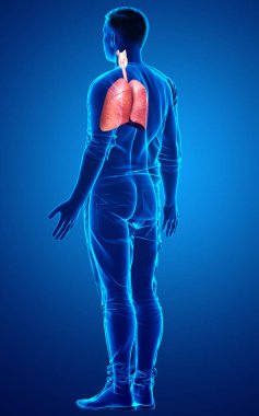 Erkek akciğer anatomisinin 3 boyutlu, tıbben doğru bir örneği.