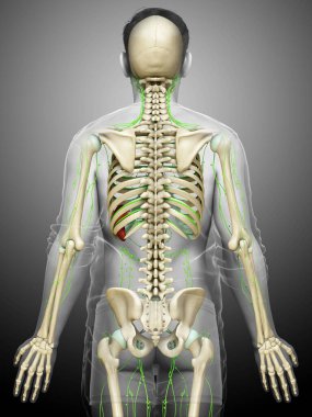 3D, erkek lenf sisteminin tıbben doğru bir çizimi.